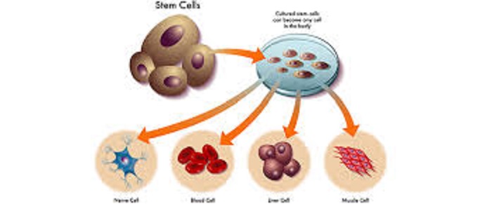  Giới thiệu tế bào gốc tự thân