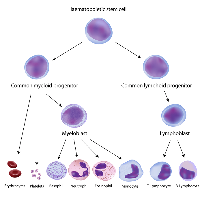 Phân loại tế bào gốc